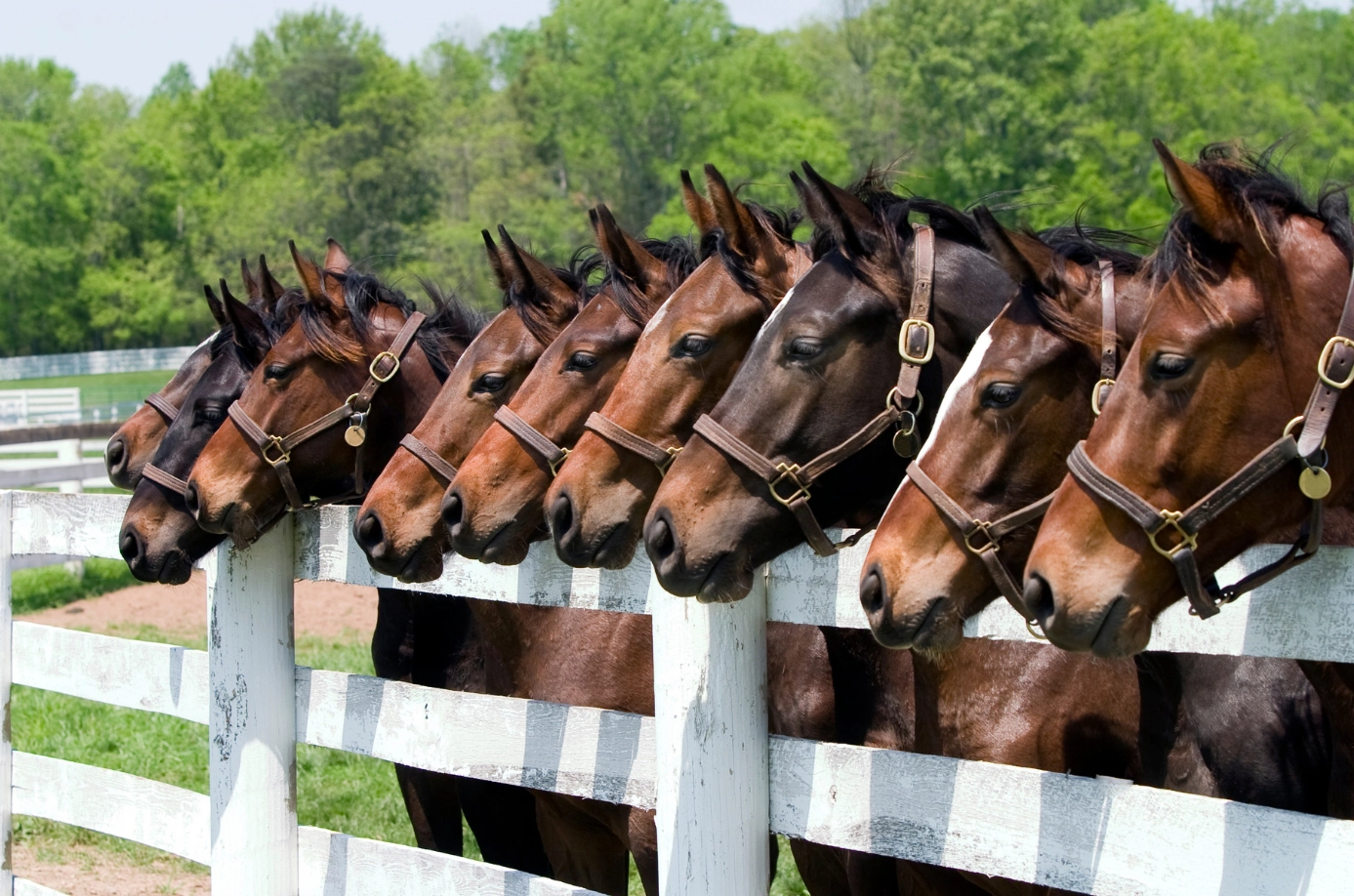 Nine bay horses wear halters and look over a white picket fence on a farm in Virginia
